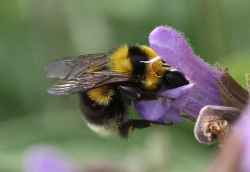 Réf. 295 715 : Bombus argillaceus